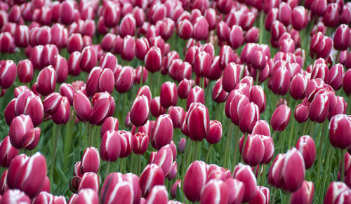 Full frame shot of tulips blooming on land