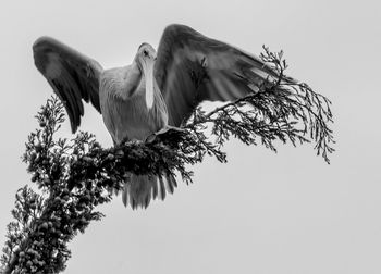 Low angle view of pelican perching on twig against clear sky at reserve africaine de sigean