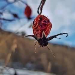 Close-up of red crab on plant