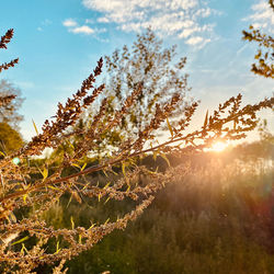 Plants growing on field against sky during sunset