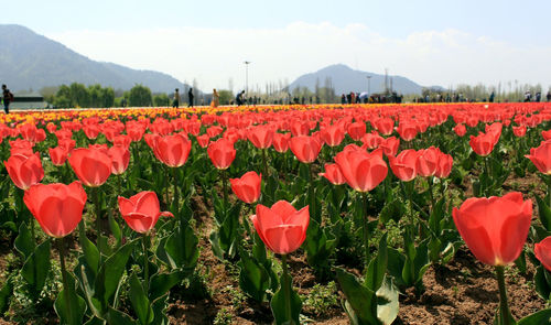 Red tulips on field against sky