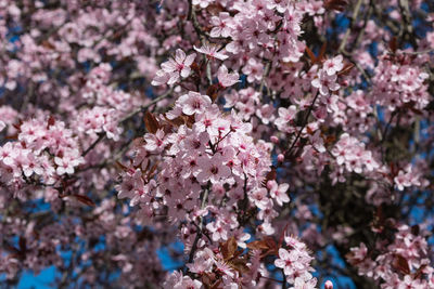 Close-up of pink cherry blossoms in spring
