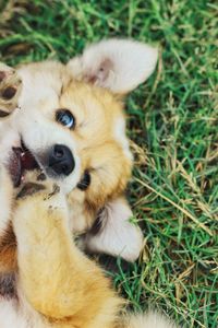 High angle view of puppy relaxing on field