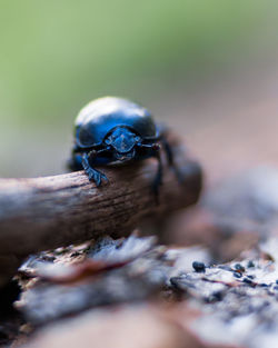 Close-up of insect on rock