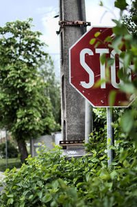 Close-up of road sign against trees