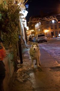 Portrait of dog in illuminated city