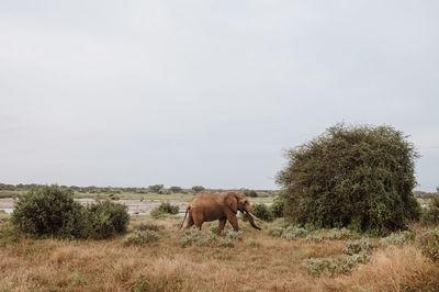 View of a horse on field