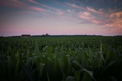 Scenic view of agricultural field against sky during sunset