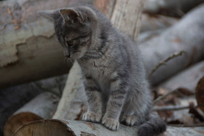 Close-up of a cat