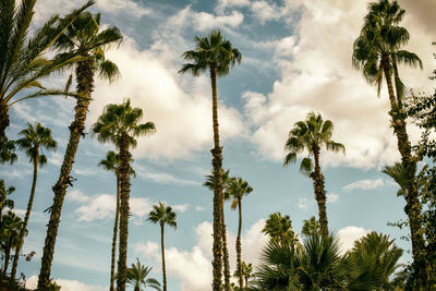 Low angle view of palm trees against sky