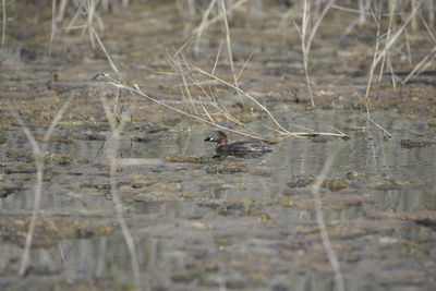 Bird perching on a lake