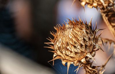 Close-up of dried plant