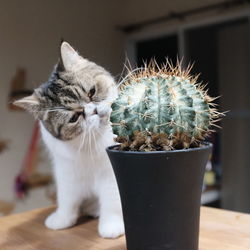 Close-up of cat on potted plant