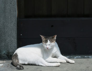Portrait of cat sitting on floor