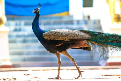 Close-up of a peacock