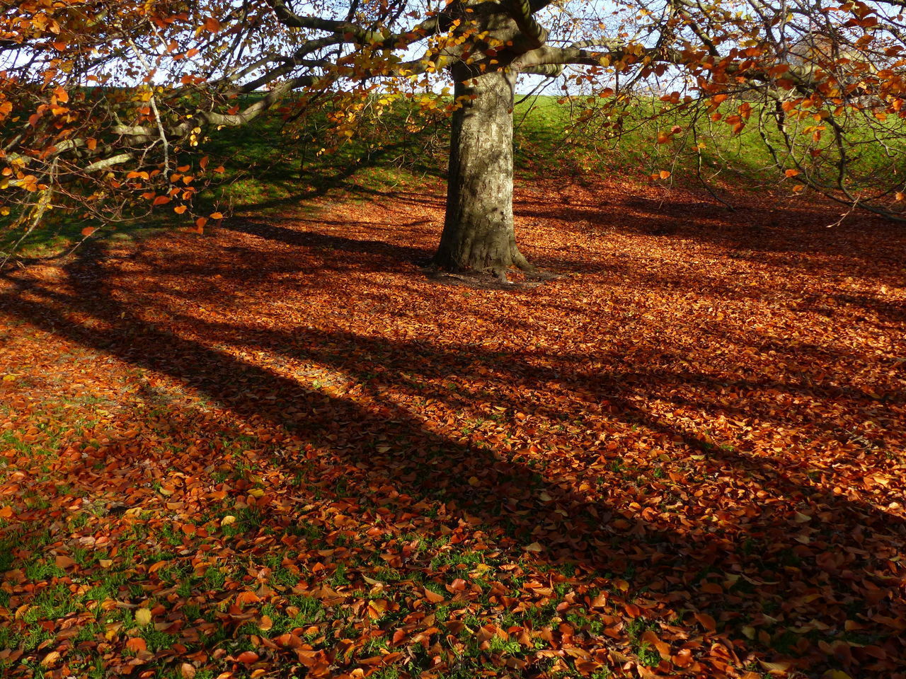 VIEW OF TREES IN FOREST DURING AUTUMN