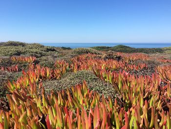 View of plants against clear sky