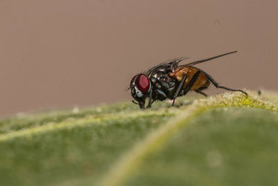 Close-up of fly on leaf