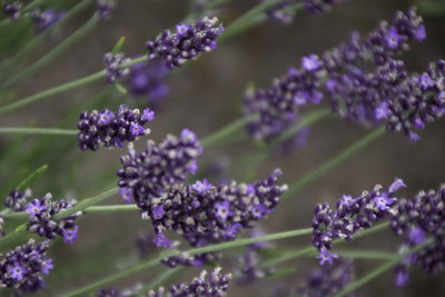 Close-up of purple flowering plants