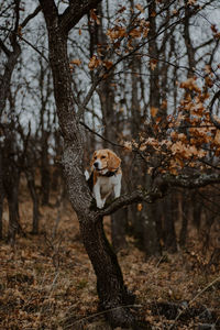 Horse in a forest