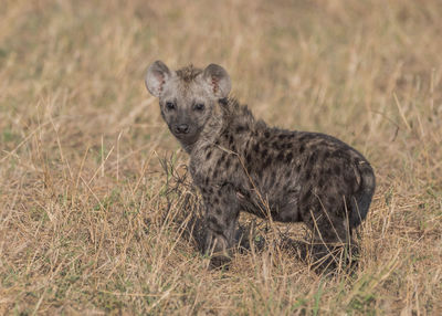 African black spotted hyena