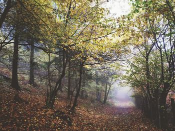 Trees in forest during autumn