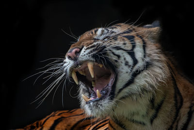 Close-up of a cat