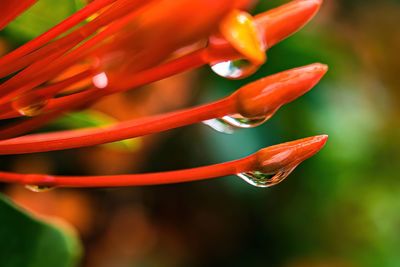 Macro closeup of beautiful fresh orange needle flower with drop of water nature background.