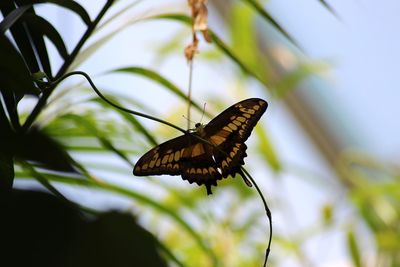 Close-up of butterfly pollinating flower