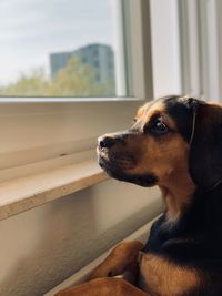 Close-up of dog looking away