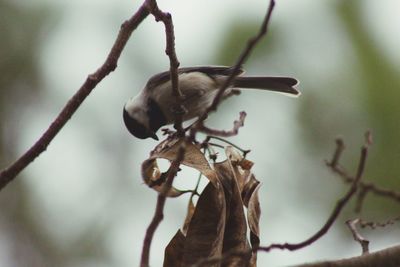 Close-up of insect on tree