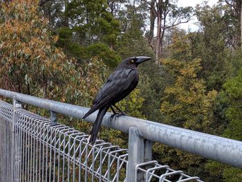 Bird perching on a fence