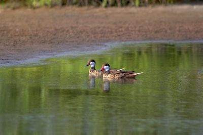 Two ducks swimming in lake