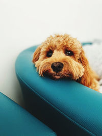 Close-up portrait of dog