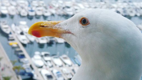 Close-up of seagull against harbor