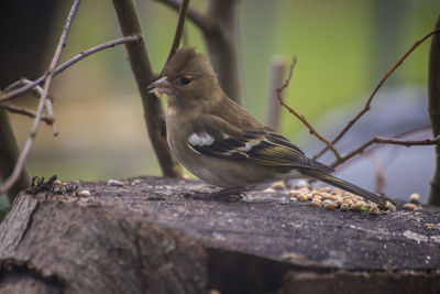 Close-up of bird chaffinch on wood
