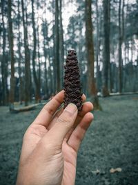 Close-up of hand holding plant in forest