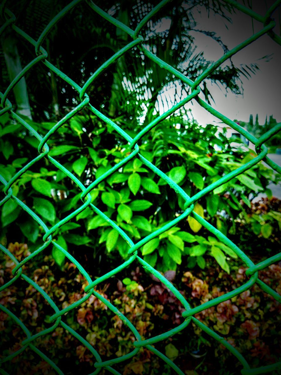 CLOSE-UP OF FRESH GREEN PLANTS