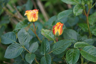 Close-up of two red-yelow roses