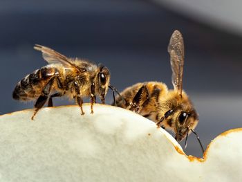 Close-up of bee pollinating