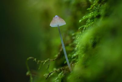 Close-up of mushroom growing outdoors