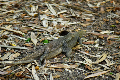 High angle view of lizard on field