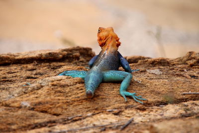 Close-up of lizard on rock