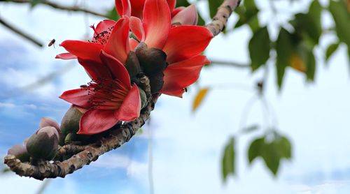 Low angle view of red flowering plant against trees