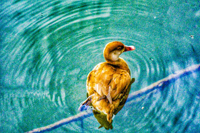 High angle view of duck swimming in lake