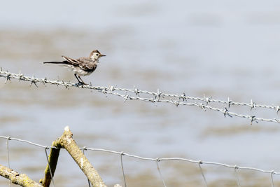 Bird perching on branch