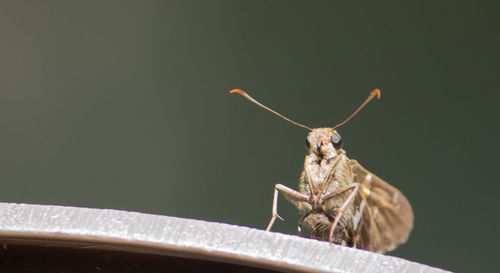 Close-up of bird perching on branch