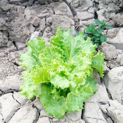 Close-up of fresh green plants