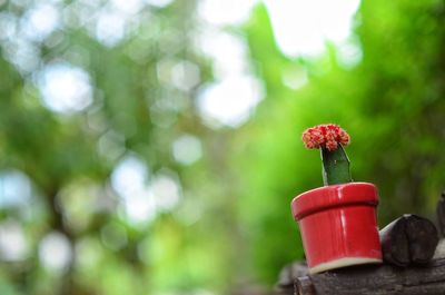 Close-up of red flower against blurred trees