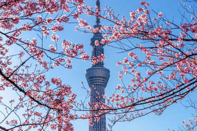 Low angle view of cherry blossoms against sky